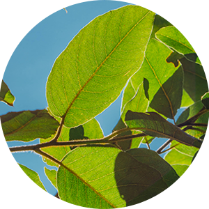 JusteMieux JusteMieux